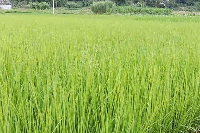 水稻苗徒長跟種子有關嗎？水稻苗徒長原因有3種，應對癥采取措施